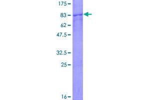 Image no. 1 for Chaperonin Containing TCP1, Subunit 7 (Eta) (CCT7) (AA 1-543) protein (GST tag) (ABIN1348523)