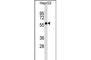 SRCRB4D Antibody (Center) (ABIN1537922 and ABIN2849381) western blot analysis in HepG2 cell line lysates (35 μg/lane). (SRCRB4D anticorps  (AA 165-191))
