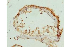 Immunohistochemistry of paraffin-embedded human testis tissue using ABIN7162541 at dilution of 1:100