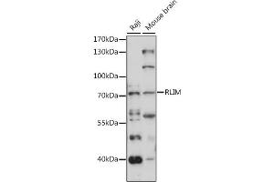 Western blot analysis of extracts of various cell lines, using RLIM antibody (ABIN7270076) at 1:1000 dilution. (RLIM anticorps  (AA 535-624))