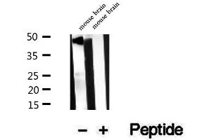 Western blot analysis of extracts of mouse brain tissue, using ZnT3 antibody.