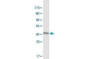 Western Blot detection against Immunogen (35.