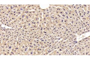 Detection of FETUB in Mouse Liver Tissue using Polyclonal Antibody to Fetuin B (FETUB) (FETUB anticorps  (AA 179-295))