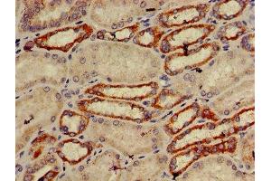IHC image of ABIN7151274 diluted at 1:600 and staining in paraffin-embedded human kidney tissue performed on a Leica BondTM system.