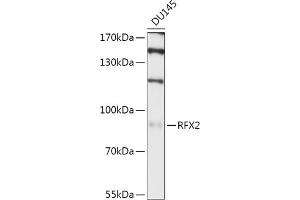 Western blot analysis of extracts of DU145 cells, using RFX2 antibody (ABIN7269903) at 1:1000 dilution. (RFX2 anticorps  (AA 295-450))