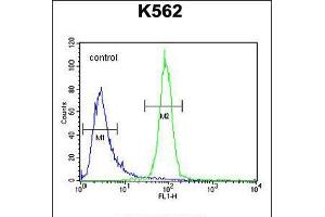 Flow cytometric analysis of K562 cells (right histogram) compared to a negative control cell (left histogram). (OR52A1 anticorps  (C-Term))
