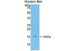 Western Blotting (WB) image for anti-Brain Natriuretic Peptide (BNP) (AA 77-121) antibody (ABIN3208445) (BNP anticorps  (AA 77-121))