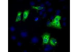 Anti-C17orf28 mouse monoclonal antibody (ABIN2452865) immunofluorescent staining of COS7 cells transiently transfected by pCMV6-ENTRY C17orf28 (RC206740). (HID1/DMC1 anticorps)