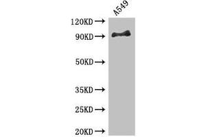 Western Blot Positive WB detected in: A549 whole cell lysate All lanes: FGFR1 antibody at 3. (FGFR1 anticorps  (AA 22-96))