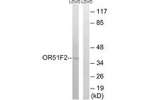 Western blot analysis of extracts from LOVO cells, using OR51F2 Antibody.