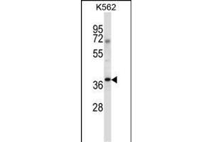 NCK1 Antibody (N-term) (ABIN657648 and ABIN2846643) western blot analysis in K562 cell line lysates (35 μg/lane). (NCK1 anticorps  (N-Term))
