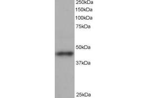 Western Blotting (WB) image for anti-Angiopoietin-Like 1 (ANGPTL1) (C-Term) antibody (ABIN2465435) (ANGPTL1 anticorps  (C-Term))