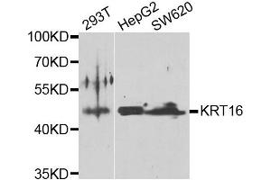 Western blot analysis of extracts of various cell lines, using KRT16 antibody. (KRT16 anticorps)