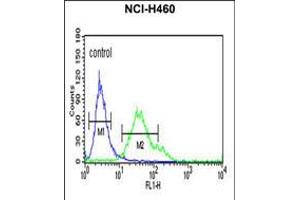Flow cytometric analysis of NCI-H460 cells (right histogram) compared to a negative control cell (left histogram). (FCGR1A anticorps  (AA 217-245))