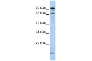 MSL2L1 antibody used at 1 ug/ml to detect target protein. (MSL2 anticorps)