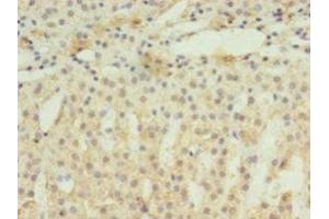 Immunohistochemistry of paraffin-embedded human adrenal gland tissue using ABIN7152205 at dilution of 1:100 (EIF4EBP3 anticorps  (AA 1-100))