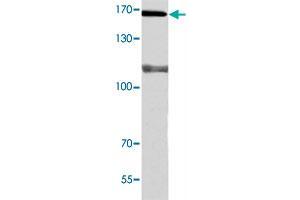 Western blot analysis of A-549 cell extracts with POLA1 polyclonal antibody .