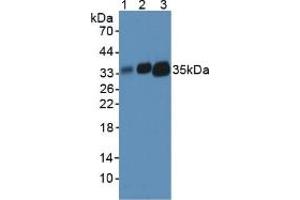 Figure. (HLA-DRA anticorps  (AA 26-221))