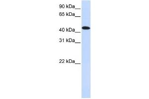 MKNK2 antibody used at 1 ug/ml to detect target protein. (MKNK2 anticorps  (N-Term))