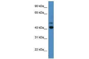 OPN1SW antibody used at 0.