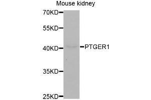 Western blot analysis of extracts of mouse kidney, using PTGER1 antibody (ABIN1980238) at 1:400 dilution.
