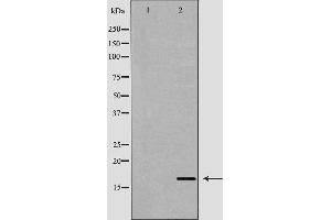 Western blot analysis of extracts of mouse spleen , using AIF1 antibody.