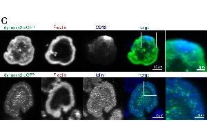 Dynamin2 eGFP colocalizes with and regulates the activity of different signaling molecules at the basal plasma membrane.