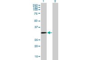 Western Blot analysis of CDO1 expression in transfected 293T cell line by CDO1 MaxPab polyclonal antibody. (CDO1 anticorps  (AA 1-200))