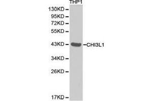 Western Blotting (WB) image for anti-Chitinase 3-Like 1 (Cartilage Glycoprotein-39) (CHI3L1) antibody (ABIN1871834) (CHI3L1 anticorps)