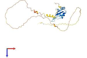 AlphaFold protein structure predicition of Human Recombinant SRSF10 Protein, UniprotID O75494