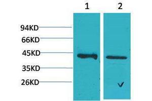 Western Blotting (WB) image for anti-Calcium Homeostasis Modulator 1 (CALHM1) antibody (ABIN3179062) (CALHM1 anticorps)