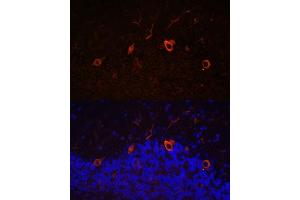 Immunofluorescence analysis of mouse brain using K antibody (ABIN7268068) at dilution of 1:100. (KAL1 anticorps  (AA 200-300))