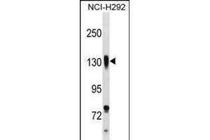 ITGB1 Antibody (C-term) (ABIN1537582 and ABIN2838263) western blot analysis in NCI- cell line lysates (35 μg/lane). (ITGB1 anticorps  (C-Term))
