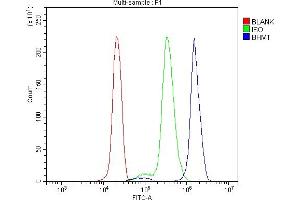 Flow Cytometry analysis of U937 cells using anti-BHMT antibody (ABIN7602515). (BHMT anticorps  (AA 80-406))