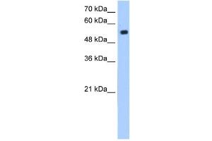 ZIK1 antibody (20R-1272) used at 0. (ZIK1 anticorps  (N-Term))
