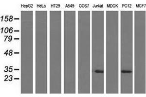 Western blot analysis of extracts (35 µg) from 9 different cell lines by using anti-FHL1 monoclonal antibody.