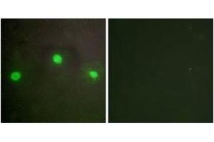 Immunofluorescence (IF) image for anti-helicase 2, X-linked (ATRX) (AA 111-160) antibody (ABIN2889485) (ATRX anticorps  (AA 111-160))