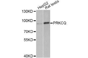 Western blot analysis of extracts of various cell lines, using PRKCQ Antibody (ABIN5975395) at 1/1000 dilution. (PKC theta anticorps)