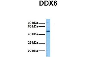 Host:  Rabbit  Target Name:  DDX6  Sample Tissue:  Human Hela  Antibody Dilution:  1. (DDX6 anticorps  (N-Term))