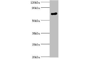 Western blot All lanes: SPAG16 antibody at 6 μg/mL + Mouse brain tissue Secondary Goat polyclonal to rabbit IgG at 1/10000 dilution Predicted band size: 71, 51, 30, 21, 40 kDa Observed band size: 71 kDa (SPAG16 anticorps  (AA 1-183))