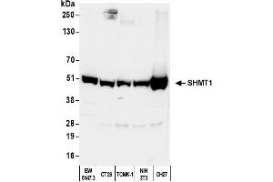 Western Blotting (WB) image for anti-serine Hydroxymethyltransferase 1 (Soluble) (SHMT1) (AA 453-483) antibody (ABIN7455015)