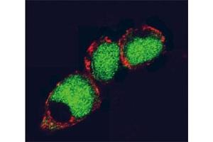 Confocal immunofluorescent analysis of EZH2 antibody and 293 cells followed by Alexa Fluor 488-conjugated goat anti-rabbit lgG (green).