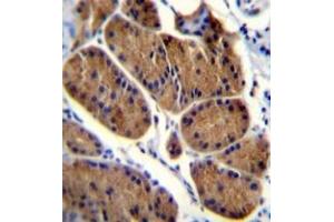 Immunohistochemistry analysis in formalin fixed and paraffin embedded human stomach tissue reacted with NDUFS8 Antibody (Center) followed which was peroxidase conjugated to the secondary antibody and followed by DAB staining. (NDUFS8 anticorps  (Middle Region))