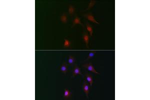 Immunofluorescence analysis of NIH-3T3 cells using FB2 Rabbit pAb (ABIN7267112) at dilution of 1:100 (40x lens). (FAM160B2 anticorps)