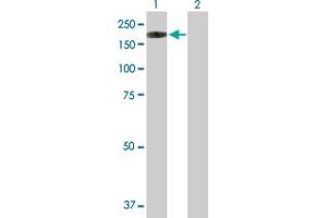 Western Blot analysis of NLRP1 expression in transfected 293T cell line by NLRP1 MaxPab polyclonal antibody. (NLRP1 anticorps  (AA 1-1429))