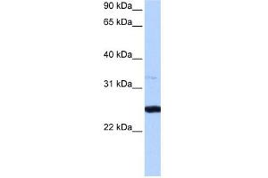 PRTFDC1 antibody used at 0. (PRTFDC1 anticorps  (Middle Region))
