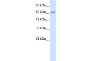 anti-FLJ12644 antibody