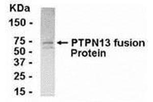 Western Blotting (WB) image for anti-Protein tyrosine Phosphatase, Non-Receptor Type 13 (APO-1/CD95 (Fas)-Associated Phosphatase) (PTPN13) (AA 212-399) antibody (ABIN2468004)
