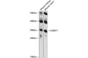 Western blot analysis of extracts of various cell lines, using CGREF1 antibody (ABIN7266266) at 1:1000 dilution. (CGREF1 anticorps  (AA 20-200))