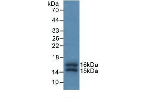 Detection of Recombinant FKBP1A, Human using Monoclonal Antibody to FK506 Binding Protein 1A (FKBP1A) (FKBP1A anticorps  (AA 2-108))